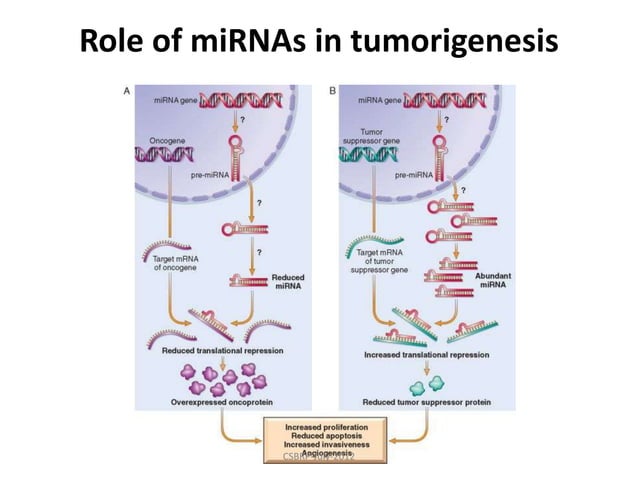 Neoplasia Robbin's path | PPTX