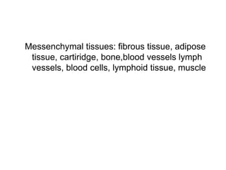 Messenchymal tissues: fibrous tissue, adipose
tissue, cartiridge, bone,blood vessels lymph
vessels, blood cells, lymphoid tissue, muscle
 