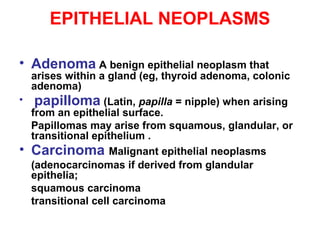 EPITHELIAL NEOPLASMS
• Adenoma A benign epithelial neoplasm that
arises within a gland (eg, thyroid adenoma, colonic
adenoma)
• papilloma (Latin, papilla = nipple) when arising
from an epithelial surface.
Papillomas may arise from squamous, glandular, or
transitional epithelium .
• Carcinoma Malignant epithelial neoplasms
(adenocarcinomas if derived from glandular
epithelia;
squamous carcinoma
transitional cell carcinoma
 