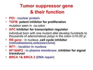 Tumor suppressor gene
& their function
• P53 : nuclear protein
• TGFB: potent inhibitor for proliferation
mutation seen in ca.colon
• APC Inhibitor for transcription regulator
individual born with one mutant allel develop hundreds to
thousands of adenomatous polyp in the colon in10-20 yr.
• RB gene : in nucleus ,cell cycle inhibitor
(retinoblastoma,osteosarcoma)
• WT1 : location in nucleus
• NF1&NF2 : in plasma membrane ,inhibitor for signal
transducer
• BRCA 1& BRCA 2 (DNA repair)
 