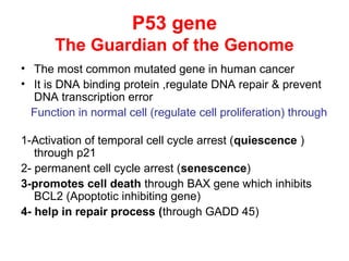 P53 gene
The Guardian of the Genome
• The most common mutated gene in human cancer
• It is DNA binding protein ,regulate DNA repair & prevent
DNA transcription error
Function in normal cell (regulate cell proliferation) through
1-Activation of temporal cell cycle arrest (quiescence )
through p21
2- permanent cell cycle arrest (senescence)
3-promotes cell death through BAX gene which inhibits
BCL2 (Apoptotic inhibiting gene)
4- help in repair process (through GADD 45)
 