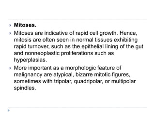  Mitoses.
 Mitoses are indicative of rapid cell growth. Hence,
mitosis are often seen in normal tissues exhibiting
rapid turnover, such as the epithelial lining of the gut
and nonneoplastic proliferations such as
hyperplasias.
 More important as a morphologic feature of
malignancy are atypical, bizarre mitotic figures,
sometimes with tripolar, quadripolar, or multipolar
spindles.
 
