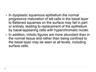  In dysplastic squamous epithelium the normal
progressive maturation of tall cells in the basal layer
to flattened squames on the surface may fail in part
or entirely, leading to replacement of the epithelium
by basal-appearing cells with hyperchromatic nuclei.
 In addition, mitotic figures are more abundant than in
the normal tissue and rather than being confined to
the basal layer may be seen at all levels, including
surface cells.
 
