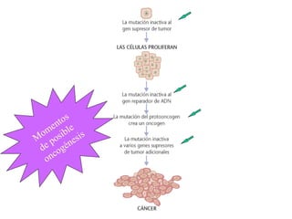 Momentos 
de posible 
oncogénesis 
 