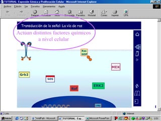 Actúan distintos factores químicos 
a nivel celular 
 
