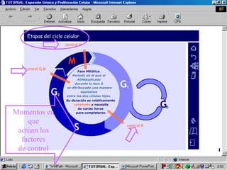 Momentos en 
que 
actúan los 
factores 
de control 
