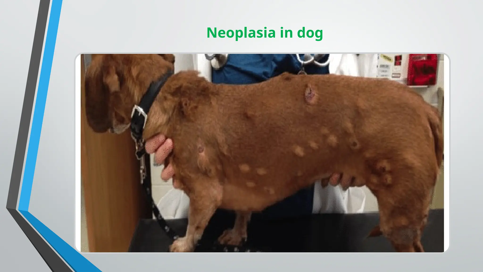 Neoplasia it’s causes and Pathogencity by Amjad Ali.pptx