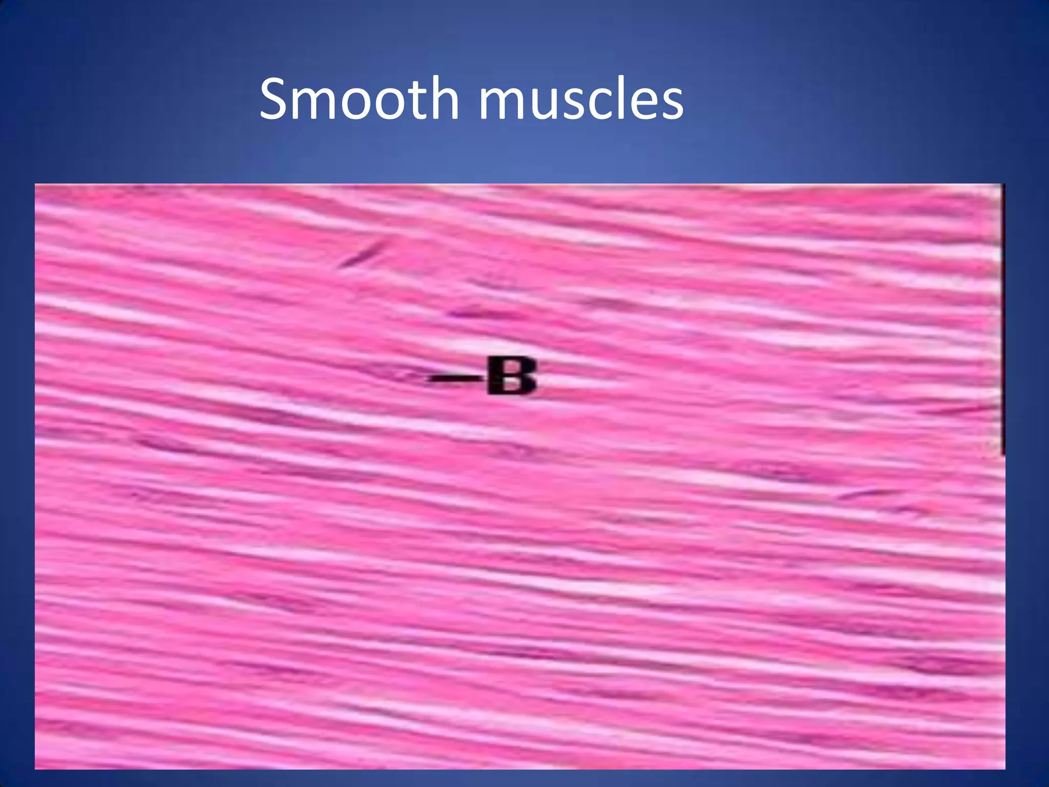 Smooth muscles

 