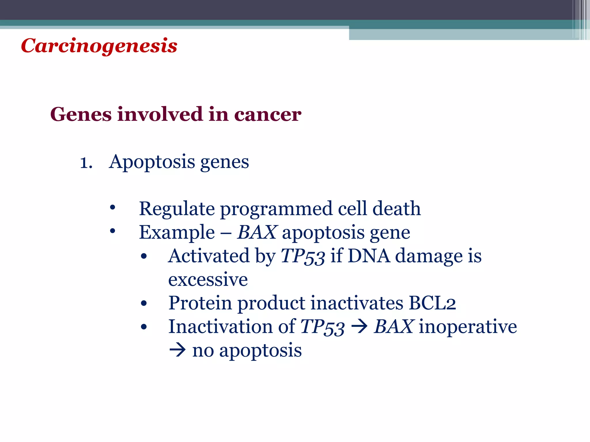 Carcinogenesis  Genes involved in cancer Apoptosis genes Regulate programmed cell death Example –  BAX  apoptosis gene Activated by  TP53  if DNA damage is excessive Protein product inactivates BCL2 Inactivation of  TP53      BAX  inoperative    no apoptosis 