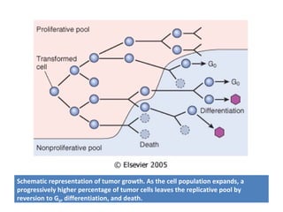 Schematic representation of tumor growth. As the cell population expands, a
progressively higher percentage of tumor cells leaves the replicative pool by
reversion to G0, differentiation, and death.
 