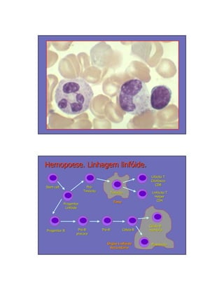Hemopoese. Linhagem linfóide.
                                                                Lifócito T
                                                                Lifó
                                                                Citotóxico
                                                                Citotó
                                                                   CD8
Stem cell                  Pró-
                           Pró
                         Timócito
                         Timó               Timócito
                                            Timó                Linfócito T
                                                                Linfó
                                                                  Helper
                                             Timo                  CD4
            Progenitor
             Linfóide
             Linfó




                                                               Célula B
Progenitor B         Pré-B
                     Pré            Pré-B
                                    Pré             Célula B   memória
                                                               memó
                    precoce


                                       Órgão Linfóide
                                        rgã Linfó               Plasmócito
                                                                Plasmó
                                        Secundário
                                        Secundá
 
