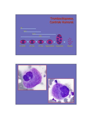 Trombocitopoese.
                                          Controle Humoral.
 SF

      IL-3
      IL-
                 IL-11
                 IL-
                         TPO




CFU-GEMM
CFU-         BFU-Meg
             BFU-        CFU-Meg
                         CFU-      Megacarioblasto   Megacariócito
                                                     Megacarió       Plaquetas
 