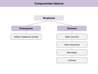 Componentes básicos
Neoplasias
Parénquima Estroma
Células neoplásicas clonales Tejido conjuntivo
Vasos sanguíneos
Macrófagos
Linfocitos
 