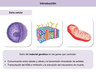 Introducción
Daño celular
Daño del material genético en los genes que controlan:
 Comunicación entre células y célula y la transmisión intracelular de señales.
 Transcripción del ADN e inhibición y la activación del mecanismo de muerte.
 