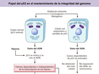 Papel del p53 en el mantenimiento de la integridad del genoma
 