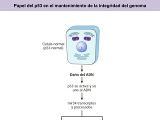 Papel del p53 en el mantenimiento de la integridad del genoma
 