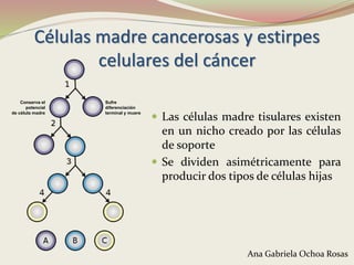 Células madre cancerosas y estirpes
celulares del cáncer
 Las células madre tisulares existen
en un nicho creado por las células
de soporte
 Se dividen asimétricamente para
producir dos tipos de células hijas
Ana Gabriela Ochoa Rosas
Conserva el
potencial
de célula madre
Sufre
diferenciación
terminal y muere
 