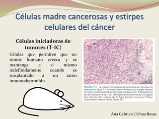 Células iniciadoras de
tumores (T-IC)
Células que permiten que un
tumor humano crezca y se
mantenga a sí mismo
indefinidamente cuando es
trasplantado a un ratón
inmunodeprimido
Células madre cancerosas y estirpes
celulares del cáncer
Ana Gabriela Ochoa Rosas
 