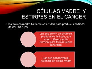 CÉLULAS MADRE Y
ESTIRPES EN EL CANCER
• las células madre tisulares se dividen para producir dos tipos
de células hijas:
Las que tienen un potencial
proliferativo limitado, que
sufren diferenciación
terminal para formar tejidos
concretos.
Las que conservan su
potencial de célula madre
 
