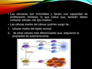 • Los cánceres son inmortales y tienen una capacidad de
proliferación ilimitada, lo que indica que, también deben
contener células «de tipo madre».
• Las células madre del cáncer podrían surgir de :
1. células madre del tejido normal
2. de otras células más diferenciadas que, adquieren la
propiedad de autorrenovarse.
 