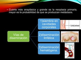 • Cuanto más anaplásica y grande es la neoplasia primaria,
mayor es la probabilidad de que se produzcan metástasis.
Vías de
diseminación
1)siembra en
cavidades
corporales
2)diseminación
linfática
3)diseminación
hematógena.
 