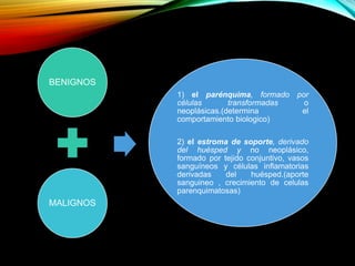 BENIGNOS
MALIGNOS
1) el parénquima, formado por
células transformadas o
neoplásicas.(determina el
comportamiento biologico)
2) el estroma de soporte, derivado
del huésped y no neoplásico,
formado por tejido conjuntivo, vasos
sanguíneos y células inflamatorias
derivadas del huésped.(aporte
sanguineo , crecimiento de celulas
parenquimatosas)
 