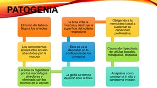PATOGENIA
El humo del tabaco
llega a los alveolos
Los componentes
liposolubles no son
absorbidos por la
mucosa
La brea es fagocitada
por los macrófagos
alveolares y
eliminada con los
mismos en el esputo
La glotis se rompe
dejando libre la brea
Esta se va a
depositar en la
confluencia de los
bronquios
la brea irrita la
mucosa y destruye la
superficie del epitelio
respiratorio
Obligando a la
membrana basal a
aumentar su
capacidad
proliferativa
Causando hiperplasia
de células basales,
metaplasia, displasia
Anaplasia como
carcinoma in situ y
carcinoma invasor.
 