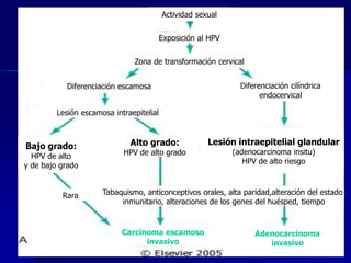 Actividad sexual
Exposición al HPV
Zona de transformación cervical
Diferenciación escamosa Diferenciación cilíndrica
endocervical
Lesión escamosa intraepitelial
Bajo grado:
HPV de alto
y de bajo grado
Alto grado:
HPV de alto grado
Lesión intraepitelial glandular
(adenocarcinoma insitu)
HPV de alto riesgo
Rara Tabaquismo, anticonceptivos orales, alta paridad,alteración del estado
inmunitario, alteraciones de los genes del huésped, tiempo
Carcinoma escamoso
invasivo
Adenocarcinoma
invasivo
 