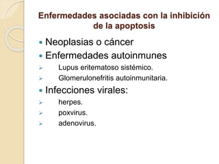 Enfermedades asociadas con la inhibición
de la apoptosis
 Neoplasias o cáncer
 Enfermedades autoinmunes
 Lupus eritematoso sistémico.
 Glomerulonefritis autoinmunitaria.
 Infecciones virales:
 herpes.
 poxvirus.
 adenovirus.
 