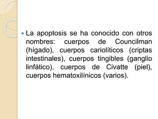  La apoptosis se ha conocido con otros
nombres: cuerpos de Councilman
(hígado), cuerpos cariolíticos (criptas
intestinales), cuerpos tingibles (ganglio
linfático), cuerpos de Civatte (piel),
cuerpos hematoxilínicos (varios).
 