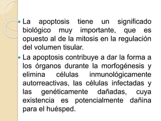  La apoptosis tiene un significado
biológico muy importante, que es
opuesto al de la mitosis en la regulación
del volumen tisular.
 La apoptosis contribuye a dar la forma a
los órganos durante la morfogénesis y
elimina células inmunológicamente
autorreactivas, las células infectadas y
las genéticamente dañadas, cuya
existencia es potencialmente dañina
para el huésped.
 