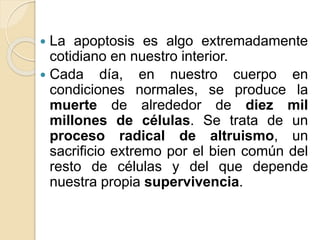  La apoptosis es algo extremadamente
cotidiano en nuestro interior.
 Cada día, en nuestro cuerpo en
condiciones normales, se produce la
muerte de alrededor de diez mil
millones de células. Se trata de un
proceso radical de altruismo, un
sacrificio extremo por el bien común del
resto de células y del que depende
nuestra propia supervivencia.
 