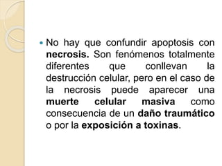  No hay que confundir apoptosis con
necrosis. Son fenómenos totalmente
diferentes que conllevan la
destrucción celular, pero en el caso de
la necrosis puede aparecer una
muerte celular masiva como
consecuencia de un daño traumático
o por la exposición a toxinas.
 