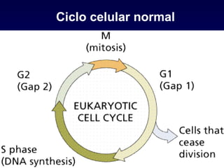 Ciclo celular normal 