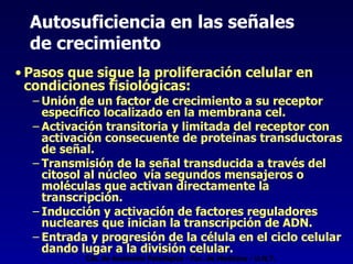 Autosuficiencia en las señales  de crecimiento Pasos que sigue la proliferación celular en condiciones fisiológicas: Unión de un factor de crecimiento a su receptor específico localizado en la membrana cel. Activación transitoria y limitada del receptor con activación consecuente de proteínas transductoras de señal. Transmisión de la señal transducida a través del citosol al núcleo  vía segundos mensajeros o moléculas que activan directamente la transcripción. Inducción y activación de factores reguladores nucleares que inician la transcripción de ADN. Entrada y progresión de la célula en el ciclo celular dando lugar a la división celular. Cát. de Anatomía Patológica - Fac. de Medicina - U.N.T. 