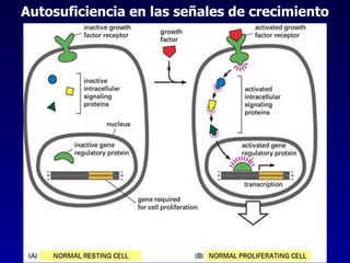 Autosuficiencia en las señales de crecimiento 