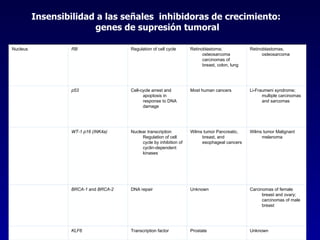 Insensibilidad a las señales  inhibidoras de crecimiento:  genes de supresión tumoral Unknown Prostate Transcription factor KLF6   Carcinomas of female breast and ovary; carcinomas of male breast Unknown DNA repair BRCA-1  and  BRCA-2   Wilms tumor Malignant melanoma Wilms tumor Pancreatic, breast, and esophageal cancers Nuclear transcription Regulation of cell cycle by inhibition of cyclin-dependent kinases WT-1 p16 (INK4a)   Li-Fraumeni syndrome; multiple carcinomas and sarcomas Most human cancers Cell-cycle arrest and apoptosis in response to DNA damage p53   Retinoblastomas, osteosarcoma Retinoblastoma; osteosarcoma carcinomas of breast, colon, lung Regulation of cell cycle RB Nucleus 