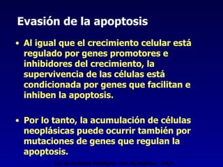 Evasión de la apoptosis Al igual que el crecimiento celular está regulado por genes promotores e inhibidores del crecimiento, la supervivencia de las células está condicionada por genes que facilitan e inhiben la apoptosis. Por lo tanto, la acumulación de células neoplásicas puede ocurrir también por mutaciones de genes que regulan la apoptosis. Cát. de Anatomía Patológica - Fac. de Medicina - U.N.T. 