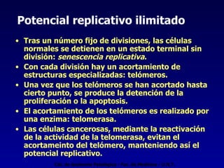 Potencial replicativo ilimitado Tras un número fijo de divisiones, las células normales se detienen en un estado terminal sin división:  senescencia replicativa . Con cada división hay un acortamiento de estructuras especializadas: telómeros. Una vez que los telómeros se han acortado hasta cierto punto, se produce la detención de la proliferación o la apoptosis. El acortamiento de los telómeros es realizado por una enzima: telomerasa. Las células cancerosas, mediante la reactivación de la actividad de la telomerasa, evitan el acortameinto del telómero, manteniendo así el potencial replicativo. Cát. de Anatomía Patológica - Fac. de Medicina - U.N.T. 