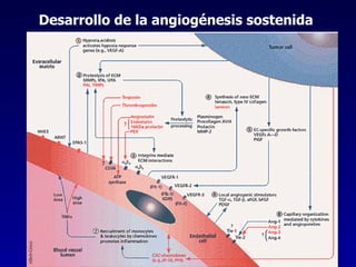 Desarrollo de la angiogénesis sostenida   