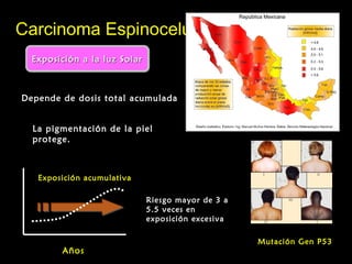 Exposición a la luz SolarExposición a la luz SolarExposición a la luz SolarExposición a la luz Solar
Carcinoma EspinocelularCarcinoma Espinocelular
Depende de dosis total acumulada
Riesgo mayor de 3 a
5.5 veces en
exposición excesiva
Exposición acumulativa
AñosAños
La pigmentación de la piel
protege.
Mutación Gen P53
 