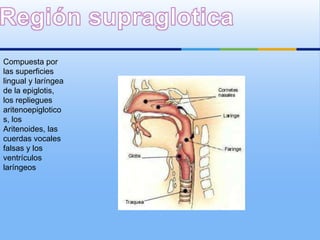 Compuesta por
las superficies
lingual y laríngea
de la epiglotis,
los repliegues
aritenoepiglotico
s, los
Aritenoides, las
cuerdas vocales
falsas y los
ventrículos
laríngeos
 