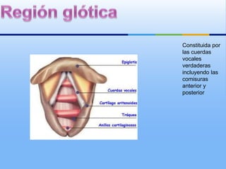 Constituida por
las cuerdas
vocales
verdaderas
incluyendo las
comisuras
anterior y
posterior
 