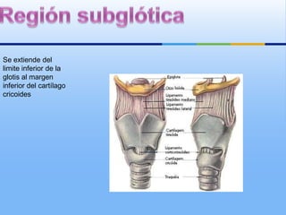 Se extiende del
limite inferior de la
glotis al margen
inferior del cartílago
cricoides
 