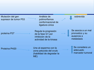 Mutación del gen             Análisis de              sobrevida
supresor de tumor P53        polimorfismos
                             conformacional de
                             ligadura única

                         Regula la progresión       Se asocia a un mal
proteína P27             de la fase G1 por          pronostico y su
                         inhibición de la           ausencia a
                         actividad de la kinasa     metástasis


                        Une al esperma con la        Se considera un
Proteína PH20
                        zona pelucida del ovulo      adecuado
                        (habilidad de degradar la    marcador tumoral
                        ME)
 