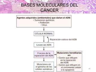 BASES MOLECULARES DEL
CÁNCER
48
 