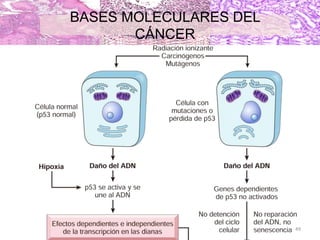 49
BASES MOLECULARES DEL
CÁNCER
 