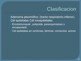 • Adenoma pleomófico: (tracto respiratorio inferior).

Cél epiteliales Cél mioepiteliales
 Enndobronquial , polipoide, parenquimatoso o
encapsulado
 Cél epiteliales en cordones, láminas, conductos, acinos

23

 