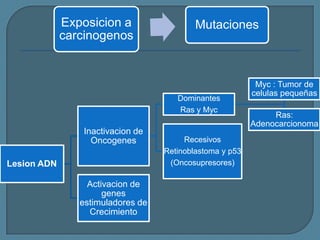 Exposicion a
carcinogenos

Mutaciones

Dominantes
Ras y Myc

Inactivacion de
Oncogenes
Lesion ADN
Activacion de
genes
estimuladores de
Crecimiento

Recesivos
Retinoblastoma y p53
(Oncosupresores)

Myc : Tumor de
celulas pequeñas
Ras:
Adenocarcionoma

 