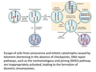 Escape of cells from senescence and mitotic catastrophe caused by
telomere shortening In the absence of checkpoints, DNA repair
pathways, such as the nonhomologous end-joining (NHEJ) pathway
are inappropriately activated, leading to the formation of
dicentric chromosomes.
 